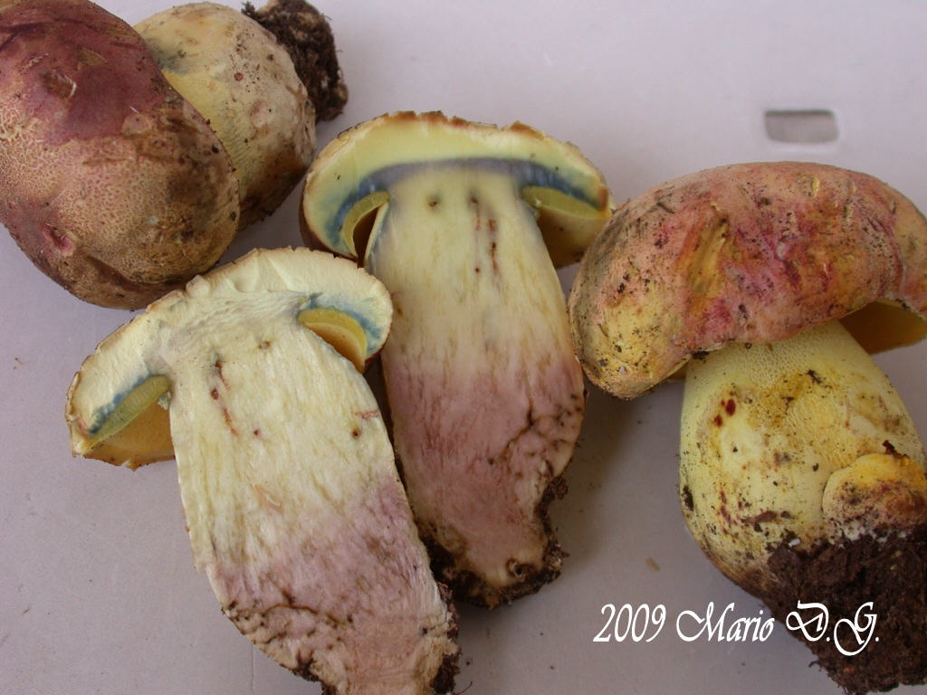 Boletus da determinare >>> n� 1